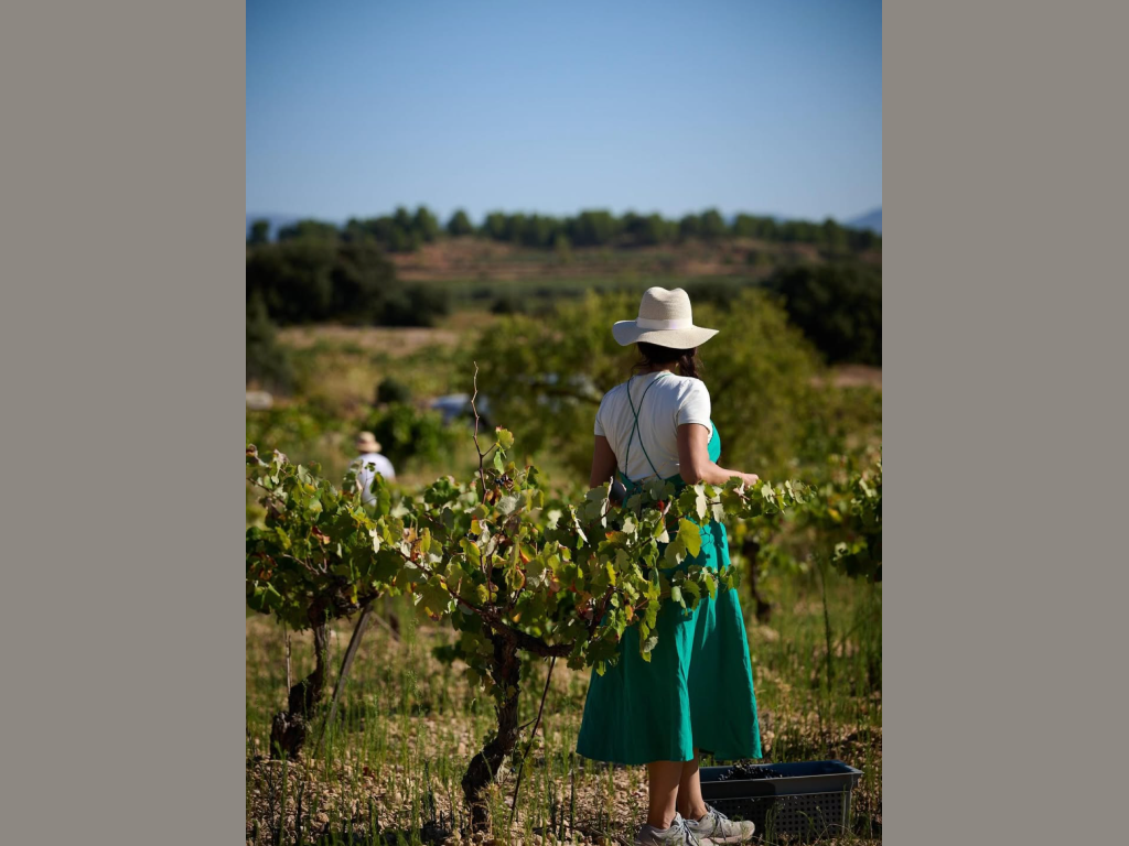 Eufemia Instagram harvest scene 3